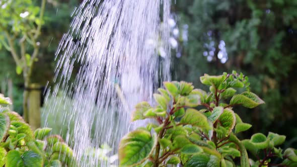 Senior man watering plants with watering can in garden