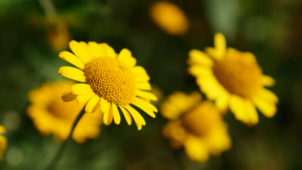 Shallow DOF golden marguerite  plant swings on wind 4K 2160p 30fps UltraHD footage - Yellow Anthemis