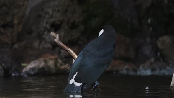 Close up shot of wild Tocu Toucan perched on branch over calm river with waterfall in background - R