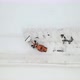 Snow clearing. Tractor clears the way after heavy snowfall - VideoHive Item for Sale