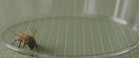 Close up of a bee circling and climbing a glass