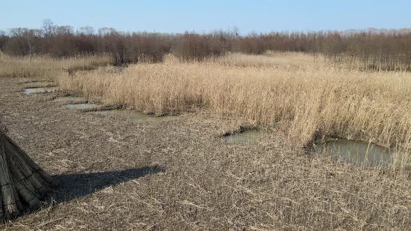 Aerial Reed Marshes