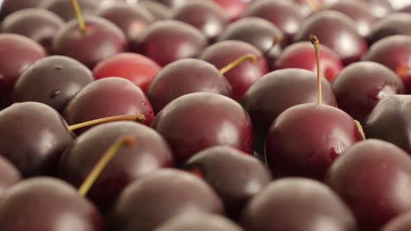 Cherry plum on table slow tilt 4K 2160p 30fps UltraHD  footage - Red Prunus cerasifera fruit slow ti