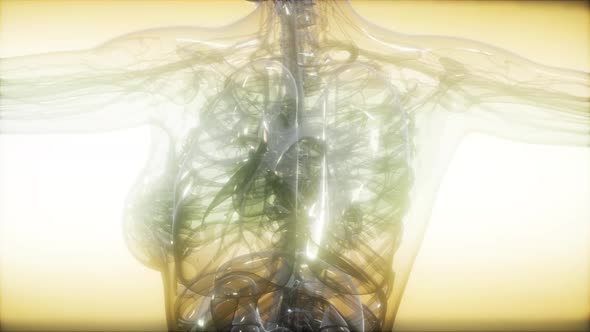 X-Ray Image Of Human Body alt