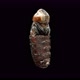 Fly Pupa in a Section Shows the Development of a Fly Larva Inside on One of the Stages Rotates on a - VideoHive Item for Sale