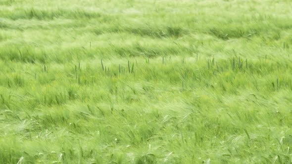 Barley Field in the Wind