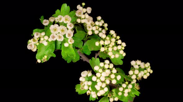 White Flowers Blossoms on the Branches of Hawthorn Tree