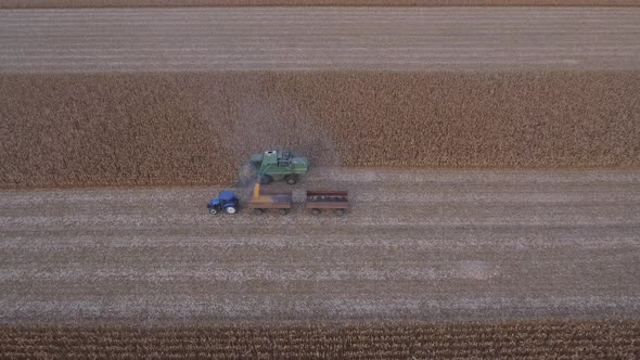 Pouring Corn Grain Into Tractor Trailer