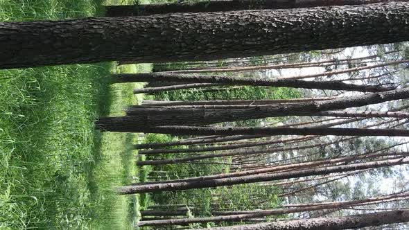 Vertical Video of Forest Landscape in Summer Slow Motion