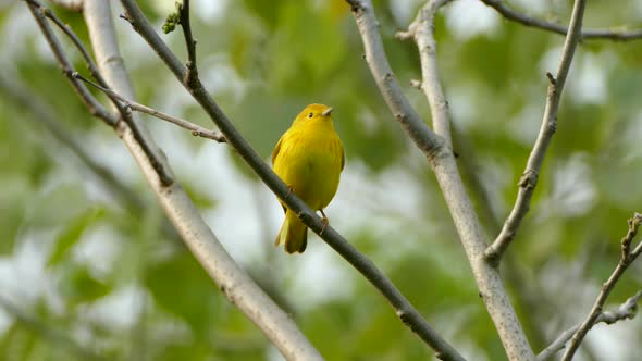 Yellow Warbler Perched On Branch Looking From Side To Side. Low Angle, Locked Off