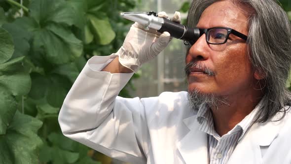 Senior Asian Research Scientist Using Brix Refractometer Sweet Test Tool at Melon Farm Field