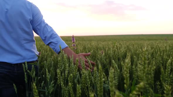 Agribusiness  Checking the Growth of Wheat Green Wheat Field