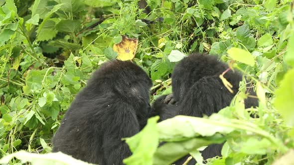Gorillas Grooming a Baby