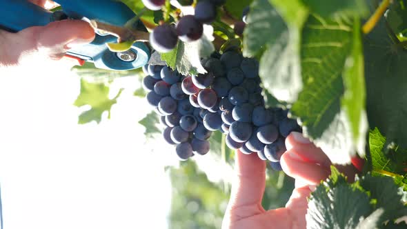 Farmers at the Harvest Collecting Grapes