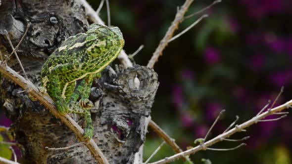 Green Common Chameleon Looking Around in a Branch