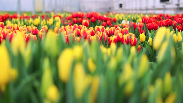 View of the Rows of Bright Multi-colored Tulips.