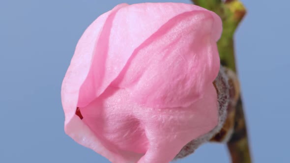 Cherry Tree Blossom Macro Timelapse