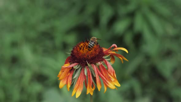 Bee Pollinates a Flower