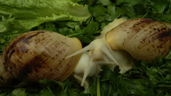 African giant snails