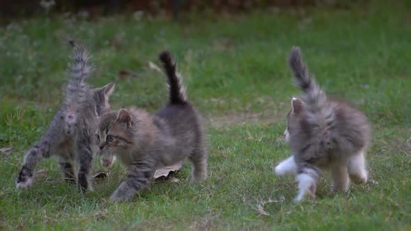 Cute Persian Kittens Playing In The Park