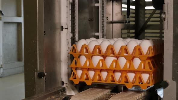 Machine stacks eggs in orange trays on conveyor belt