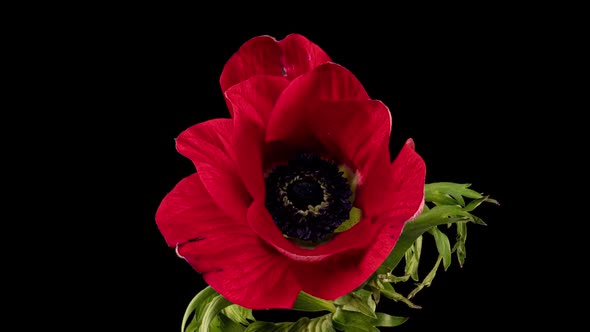Red Anemone Blooms on a Black Background Time Lapse