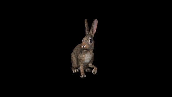 Rabbit Idle