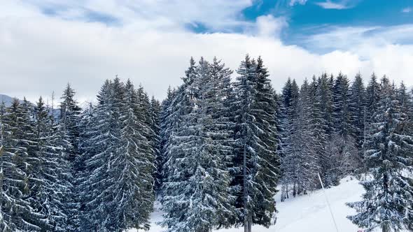 Beautiful Snow Covered Fir Forest Trees Motion Panorama