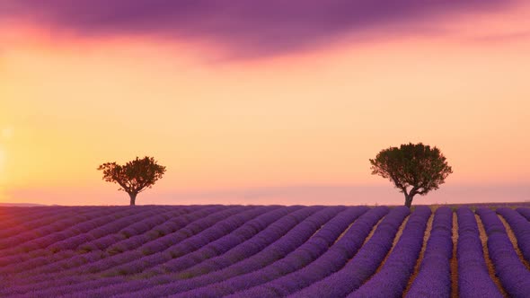 Cinemagraph of purple lavender field at sunset