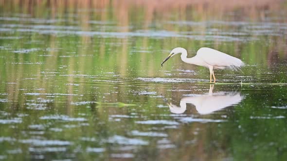 Great Egret Wading in the Pond. Slow Motion