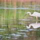 Great Egret Wading in the Pond. Slow Motion - VideoHive Item for Sale