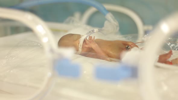 Premature Newborn Baby in the Tub