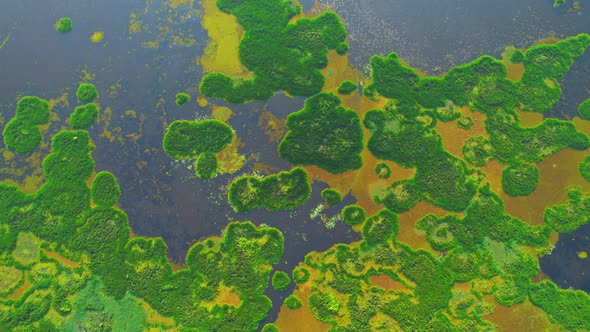 Aerial view from a drone over green and yellow plants in a large wetland