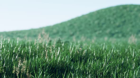 Soft Defocused Spring Background with a Lush Green Grass