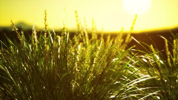 Green Grass on Hills at Sunset