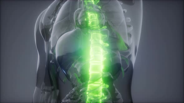 Backache in Back Bones alt