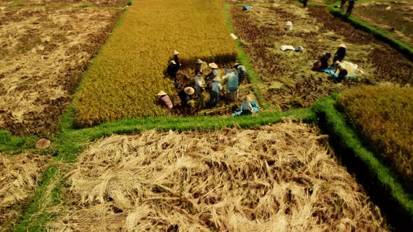 Aerial orbit around workers on rice harvest and fields in Bali. Food production scene, Asia