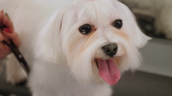 Closeup Doctor Veterinary Clinic Cuts Scissors Bichon Bolognese