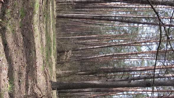 Vertical Video of Beautiful Forest Landscape