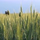 Young green ears of wheat. Ears of wheat in the field during sunset. Beautiful nature. - VideoHive Item for Sale