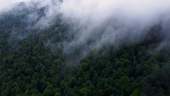 Fog Over the Tops of Coniferous Trees Magical Forest in Rainy Summer Weather Aerial Landscape