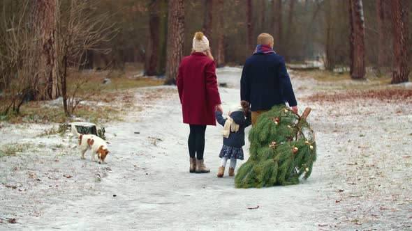 Family Carries a Tree in the Park