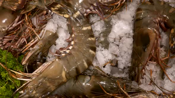 King Prawns with Herbs and Lemon Lie on Ice in the Supermarket