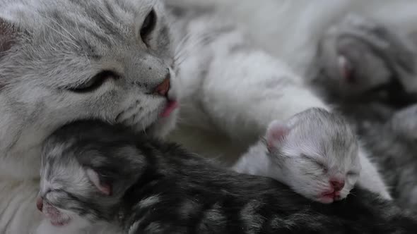 American Shorthair Cat Hugging Her Newborn Kitten With Love