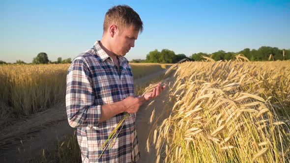 Man Farmer on Barley Field