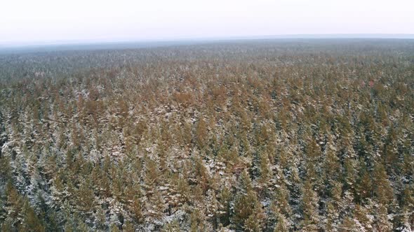 Drone Fly Establishing Shot of Pines Treetops in Coniferous Forest with Snowcovered Branches