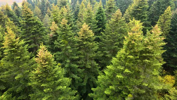 Aerial view of moody green pine forest with canopies of spruce trees in autumn mountains.