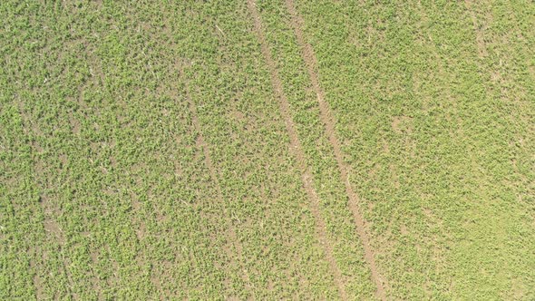 Green beans  crop sprayed with herbicides  4K drone footage