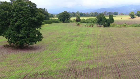 Freshly Planted Corn Plantation