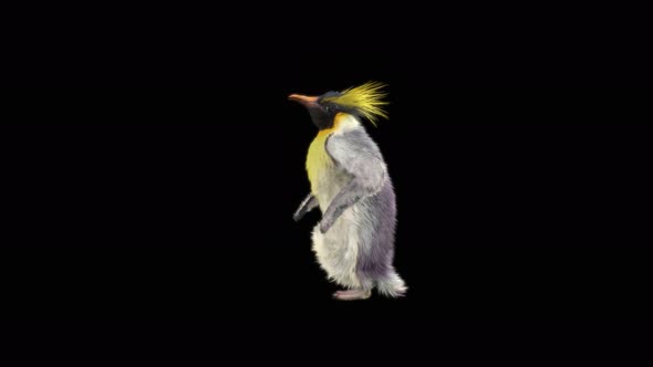 Penguin Dancing 4K